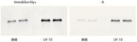 鼠肝的全部 RNA (1 µg) 在甲醛琼脂糖凝胶中电泳分离，然后通过毛细作用转印到 Immobilon-Ny+ 转印膜和竞争产品带正电尼龙膜 “A”。 与烘焙相比，通过紫外交联固定RNA 能增强信号。 Immobilon-Ny+ 转印膜比竞争产品 A 表现出更高的灵敏度。